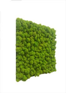 lichene stabilizzato verde
